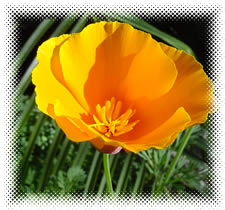 California+poppy+images