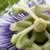 passionflower for anxiety
