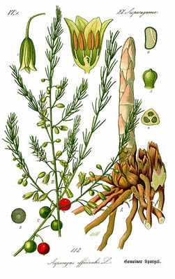 Asparagus spp 