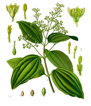 Cinnamomum zeylanicum, C. cassia