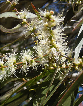 Melaleuca leucadendron, M. leucadendra