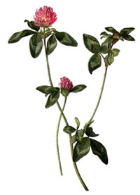 Trifolium pratense