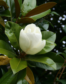 Magnolia Glauca