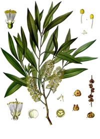 Melaleuca leucadendron, M. leucadendra