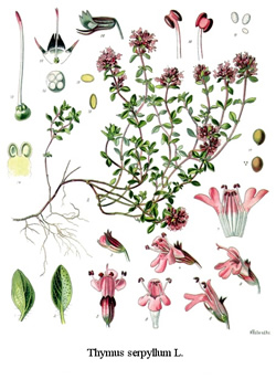 Thymus vulgaris