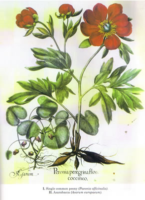 Paeonia albiflora