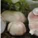 Agaricus blazei mushroom