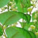 Balsam of Peru